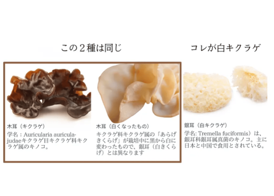 6667a14652cef902b58c2c8d