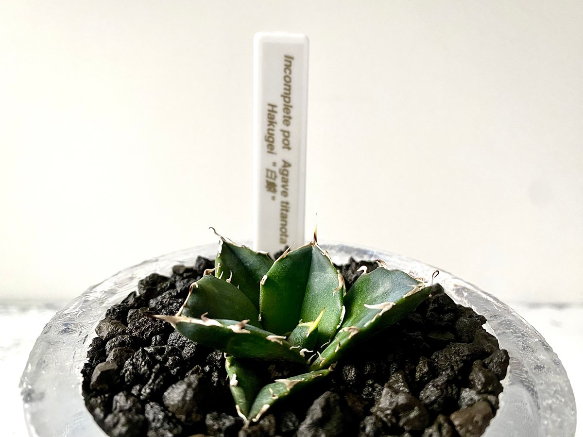 No.003 Agave titanota 白鯨 × Resin pot made by In...