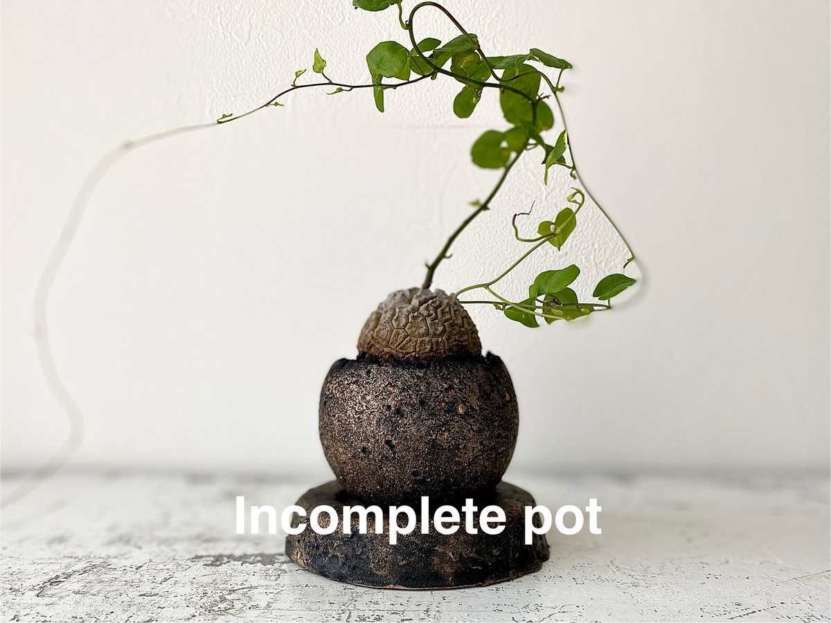 亀甲竜 × Cement pot Incomplete pot Dioscorea elephantipes 