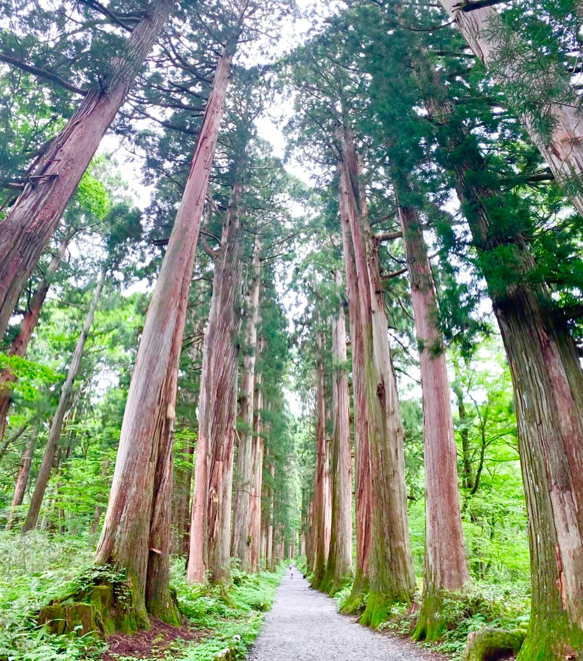 パワーストーン✨神秘の浄化の木／波動修正／心の平穏を取り戻す／オブジェ／風水 パワーストーン✨神秘の浄化の木／波動修正／心の平穏を取り戻す