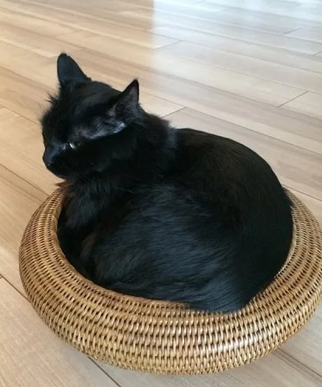 ホテル仕様のラタン　キャットボウル