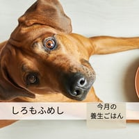 季節のしろもふめし