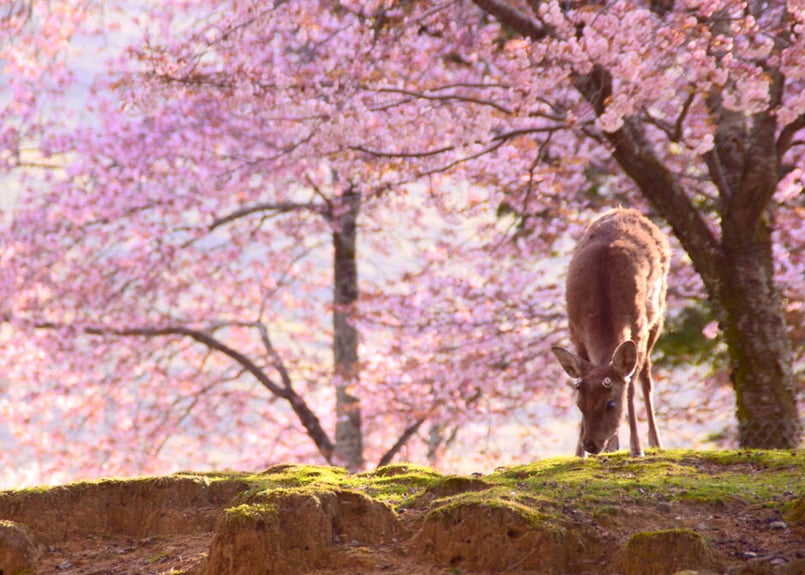 奈良の桜 高田千本桜【奈良の桜の名所】 | Kansai Odyssey
