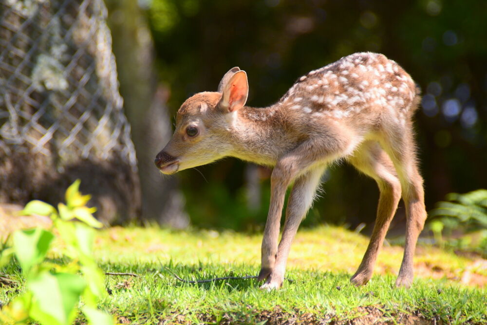 可愛い子鹿 | naraphoto