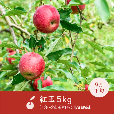 【予約販売】長野県産りんご「紅玉」5kg（18〜24玉相当）