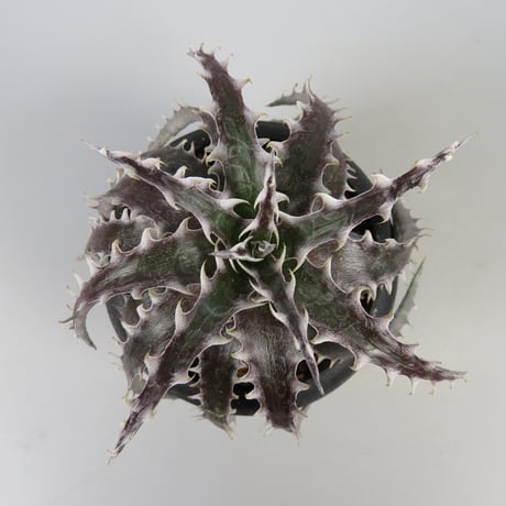 Dyckia 'Lucifer' ディッキア ルシファー Otto Dyckia 'Lucifer' ディッキア ルシファー - メルカリ
