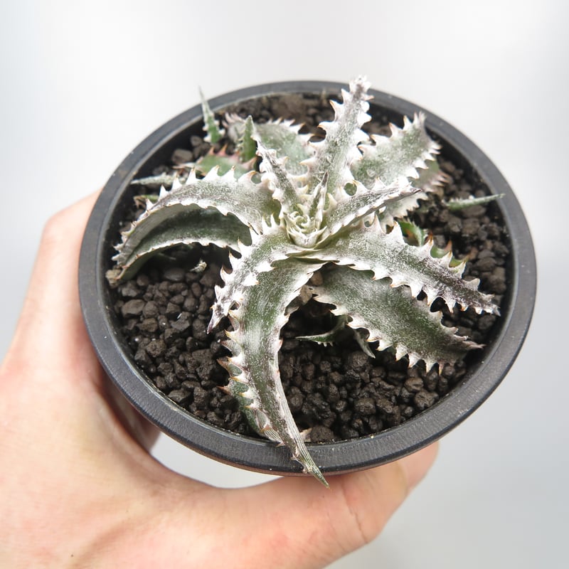 ディッキア ソミスライツ Dyckia Somis Lights ディッキア ソミスライツ Dyckia Somis Lights Dyckia choristaminea
