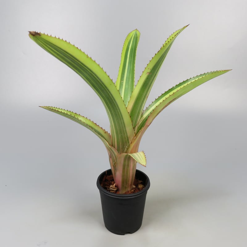 ブロメリア・エアープランツ Aechmea melodrama Aechmea melodrama - メルカリ