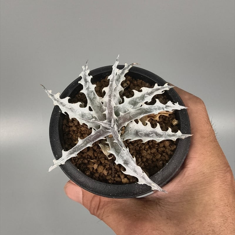 Otto ディッキア　Dyckia DMX-1 × Silver Dragon ディッキア・シルバードラゴン：Dyckia 'Silver Dragon