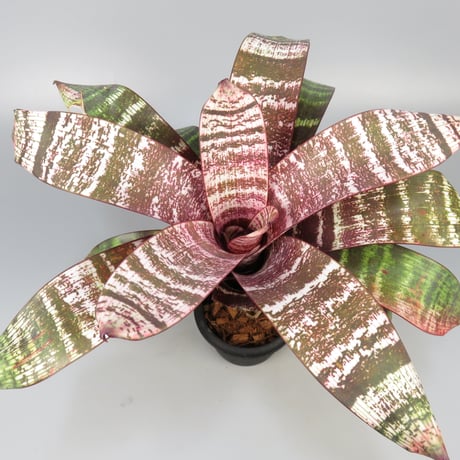 ブロメリア・エアープランツ Vriesea Hybrid Red Red Vriesea Bromeliad - Red Flowers or Flower Parts - Almost