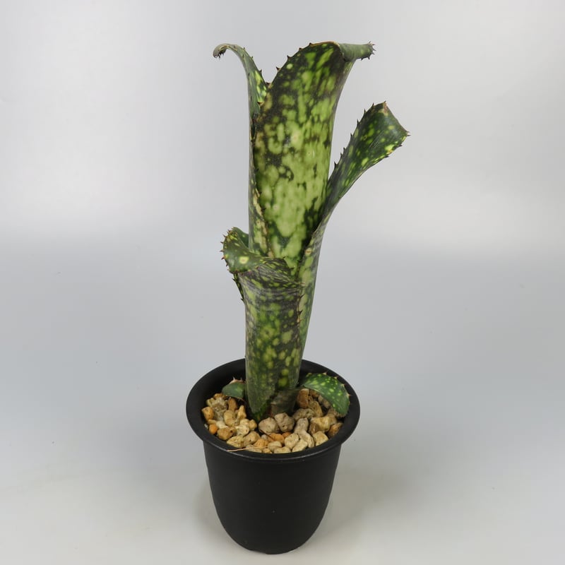 Billbergia 'Hana Hou' Lisa Vinzant Hybrid | Panus