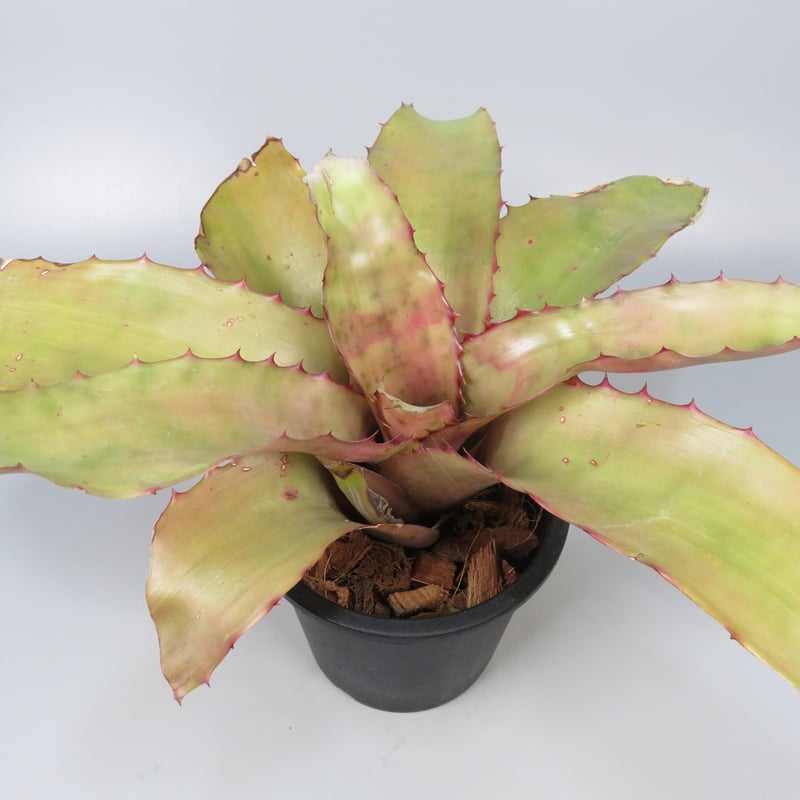 ブロメリア・エアープランツ Neoregelia Carcharodon Giant