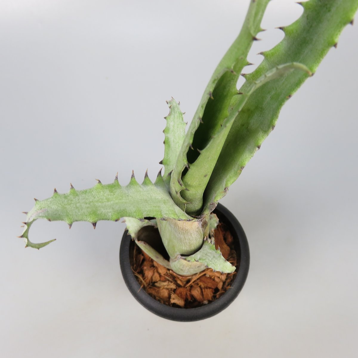 Aechmea tocantina | Panus