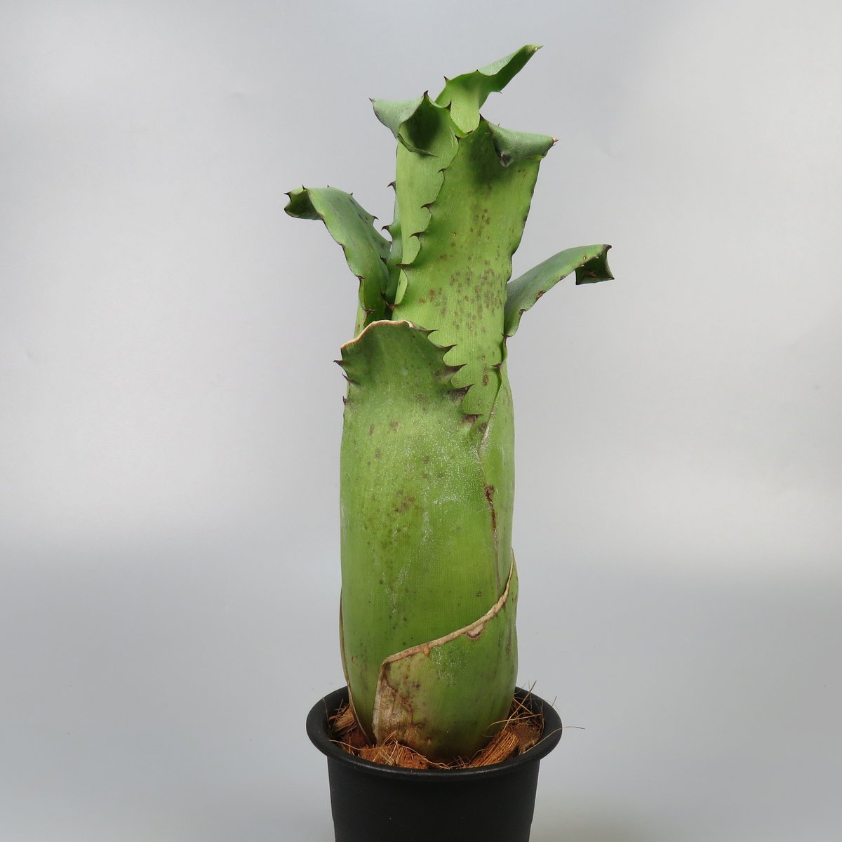 Hohenbergia magnispina | Panus