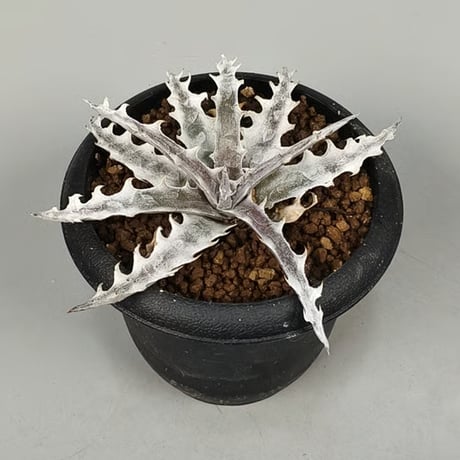 Dyckia 'Lucifer' ディッキア ルシファー Otto Dyckia 'Lucifer' ディッキア ルシファー Otto Yahoo