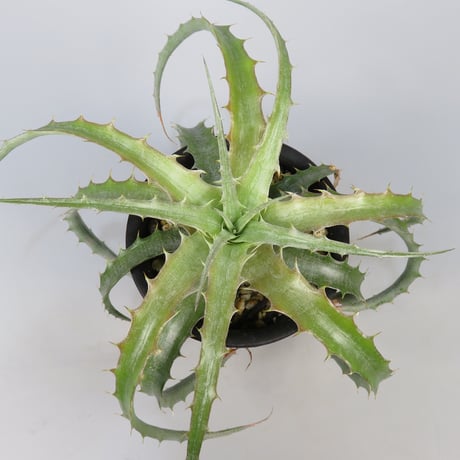 ブロメリア | STORES