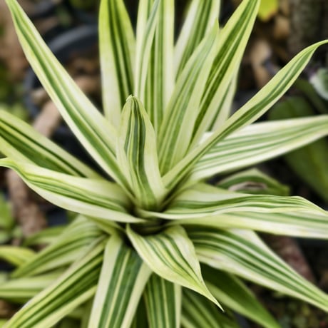 Vriesea ospinae 'Tricolor Variegata'