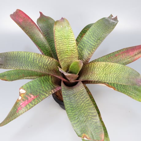 ブロメリア・エアープランツ Vriesea Hybrid Red Red Vriesea Bromeliad - Red Flowers or Flower Parts - Almost