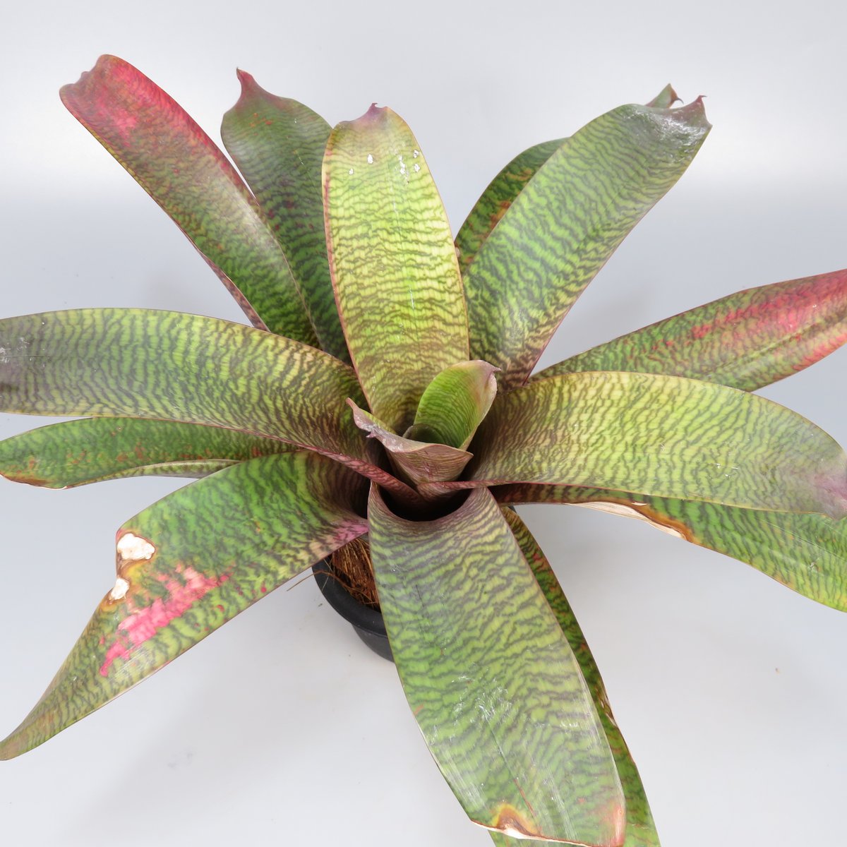 ブロメリア・エアープランツ Vriesea Ehiku Vriesea Ehiku