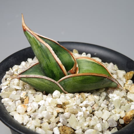 STORES 植物の検索結果 STORES 植物の検索結果