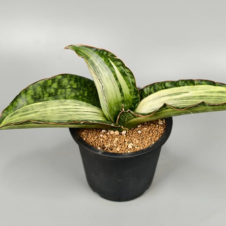 ネオレゲリア | STORES