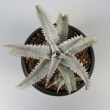 ブロメリア・エアープランツ Dyckia Golden Finger Dyckia Golden Finger