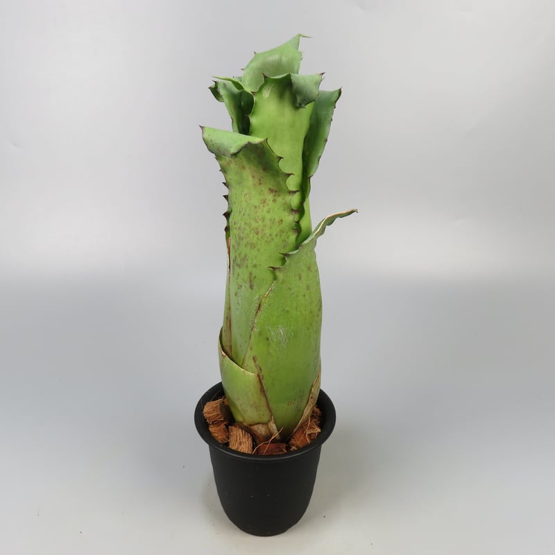 ブロメリア・エアープランツ Hohenbergia Magnispina Hohenbergia magnispina | Panus
