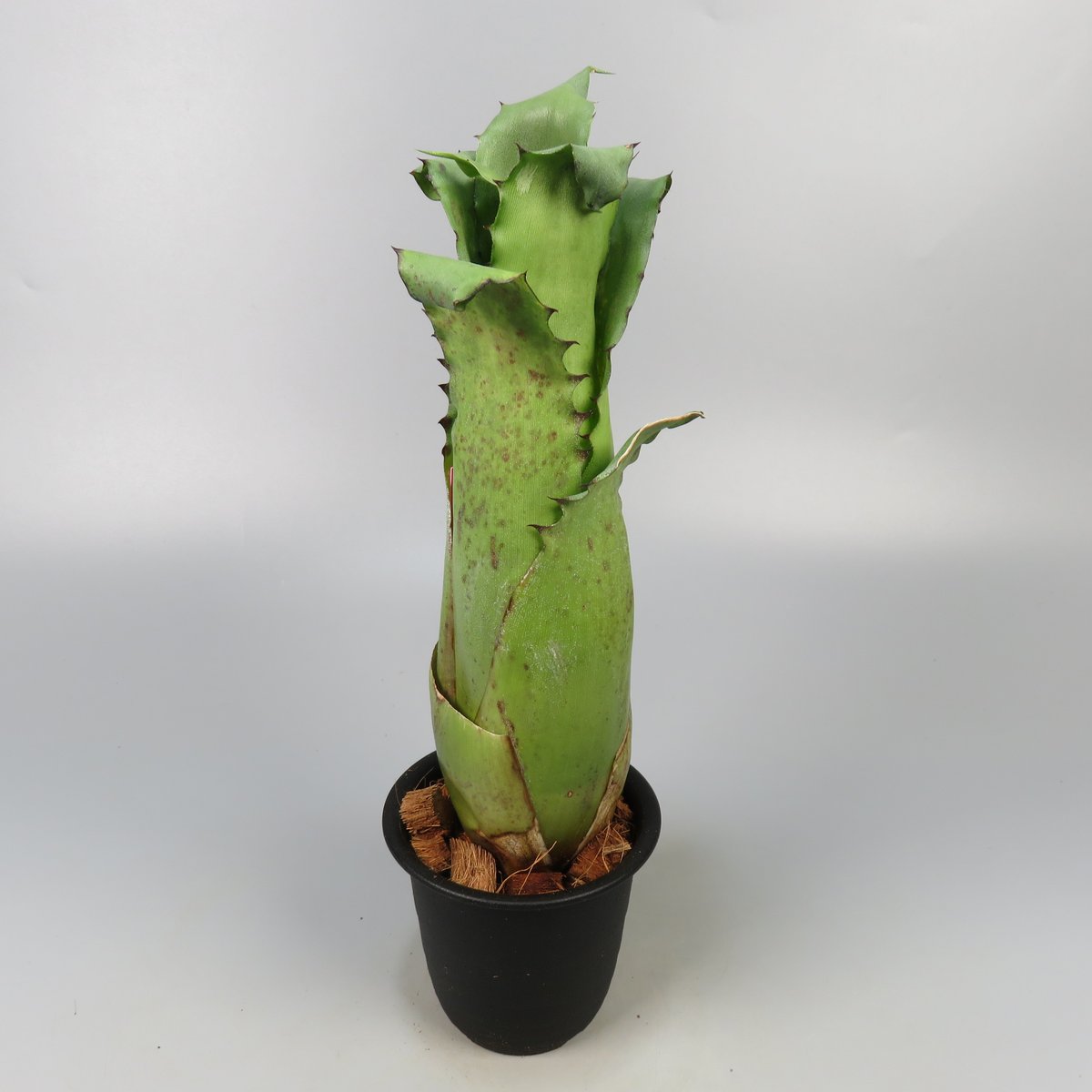 ブロメリア・エアープランツ Hohenbergia Magnispina ブロメリア・エアープランツ Hohenbergia Magnispina