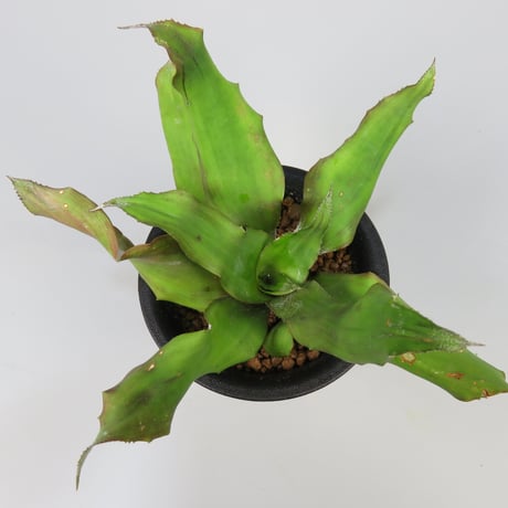 タンクブロメリア | STORES