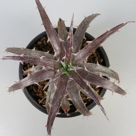 ブロメリア・エアープランツ Dyckia Tooth&Nail trackingcodeFMM ブロメリア・エアープランツ Dyckia Tooth&Nail trackingcodeFMM