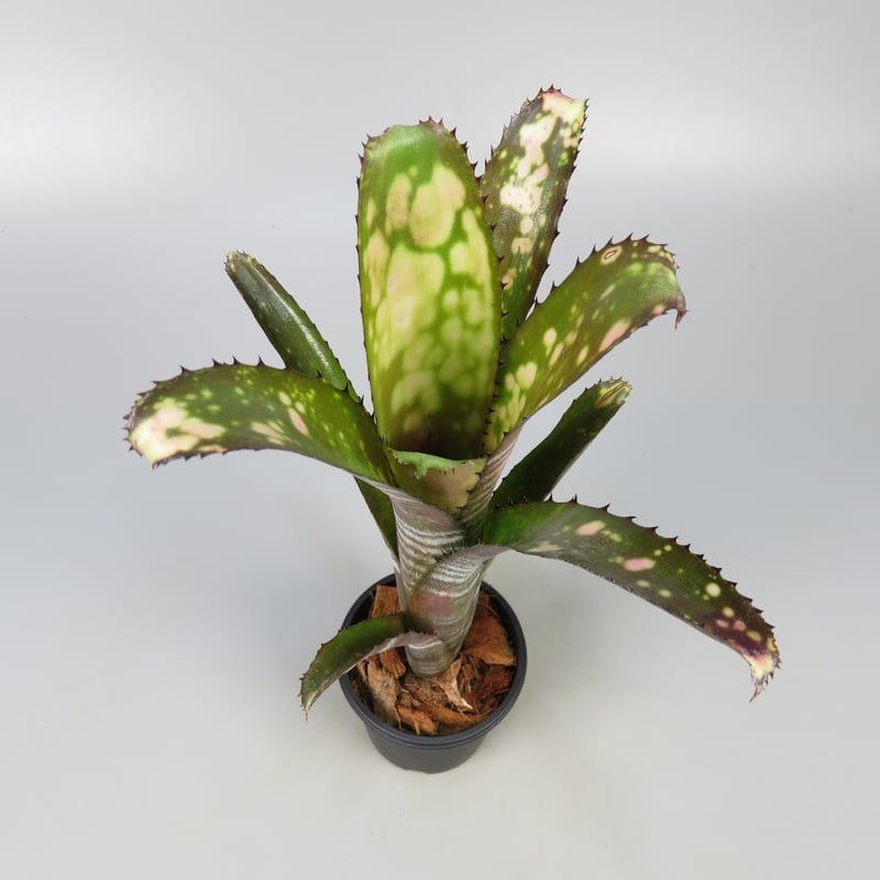 ブロメリア・エアープランツ Billbergia Kolan Chestnut Billbergia Kolan Pink Queen 【artPLANTs】ビルベルギア/タンク