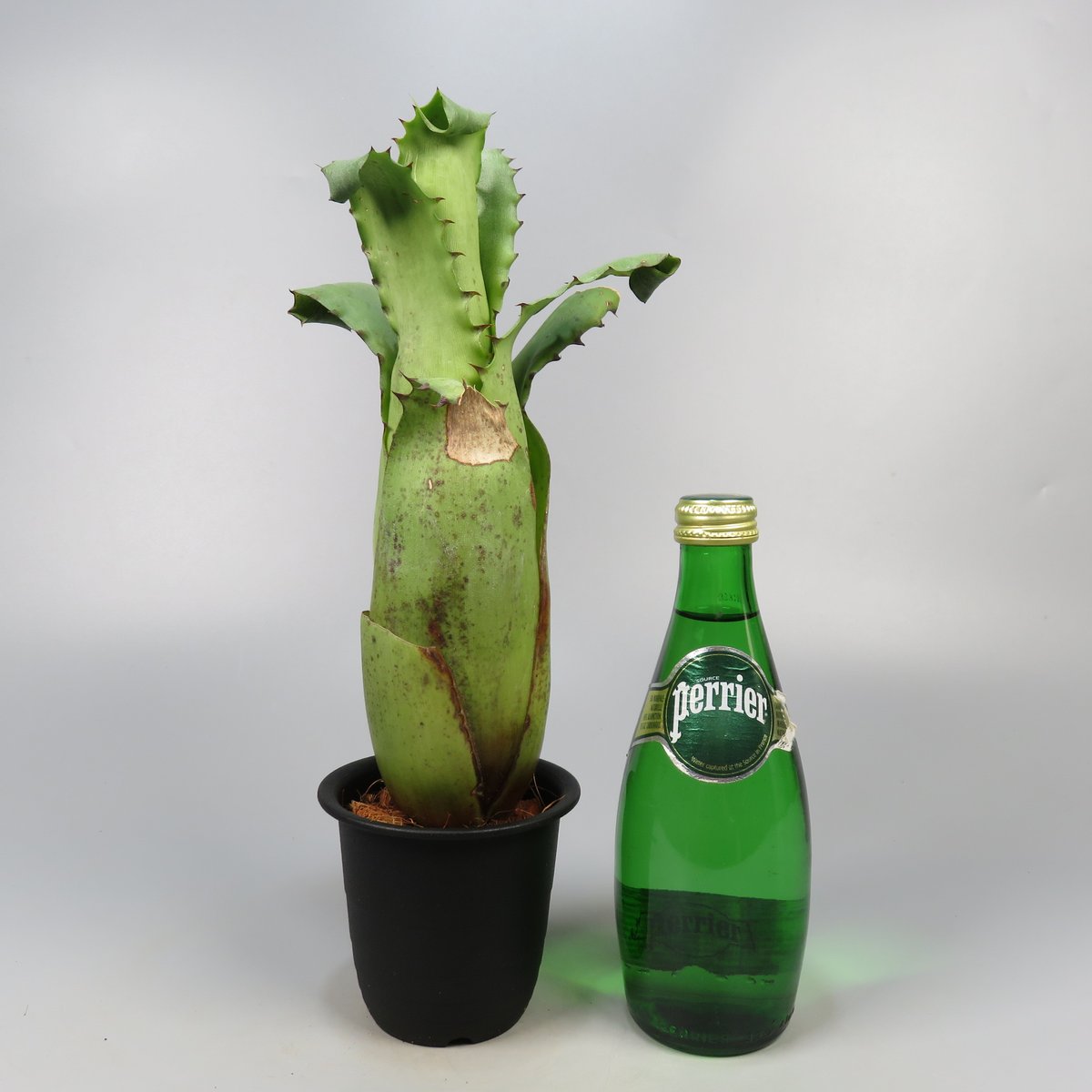 Hohenbergia magnispina | Panus