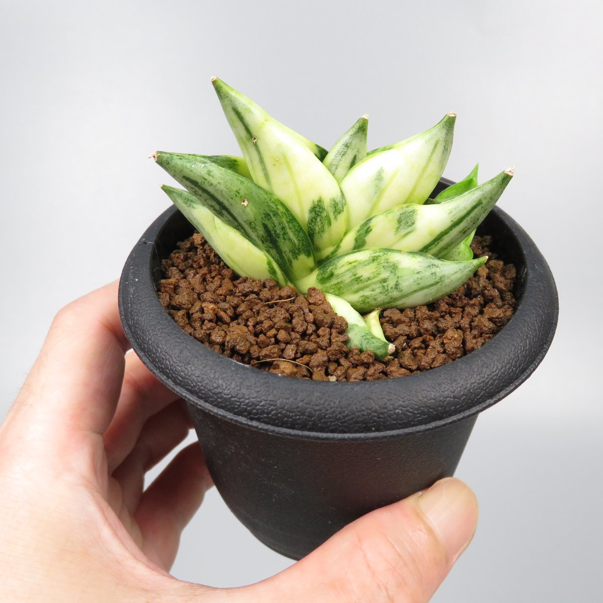 Sansevieria Mini Boncel variegata | Panus