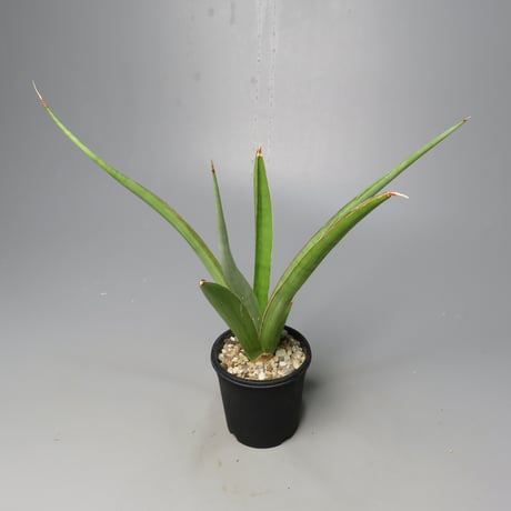 STORES 植物の検索結果