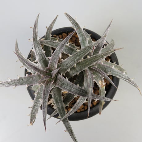 ブロメリア・エアープランツ Dyckia Tooth&Nail trackingcodeFMM ブロメリア・エアープランツ Dyckia Tooth&Nail trackingcodeFMM