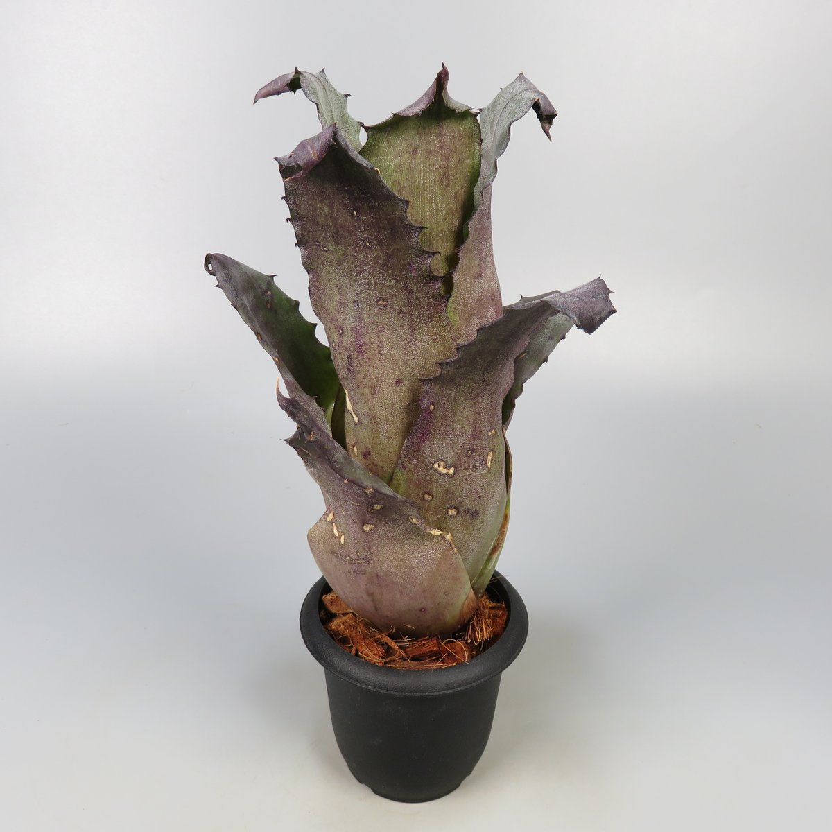 ブロメリア・エアープランツ Hohenbergia Leopoldo horstii Hawai clone Hohenbergia Leopoldo-horstii 