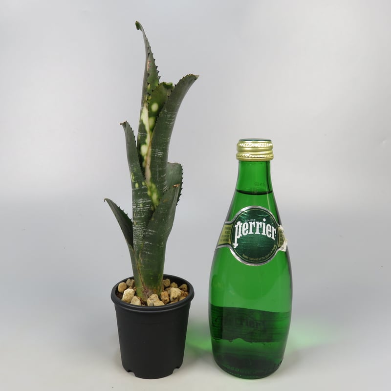 Billbergia Solsa ① Billbergia Solsa ① 🌱 Billbergia sanderiana