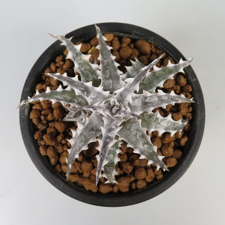 CATEGORY Dyckia | Panus