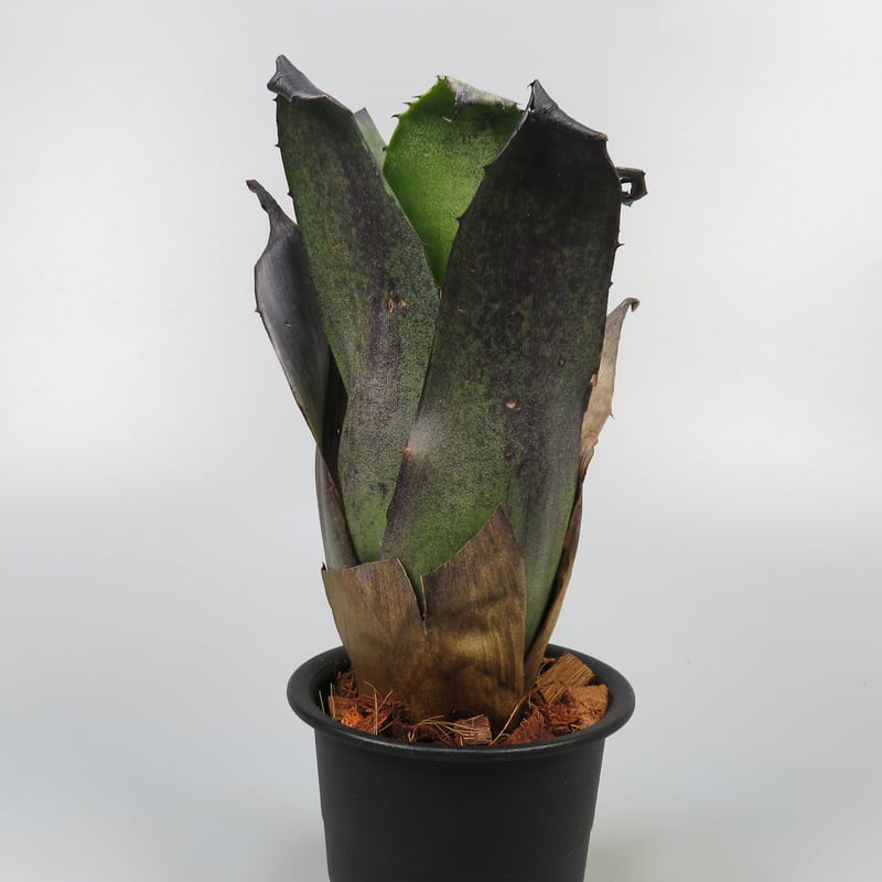 YAMA Hohenbergia leopoldo H DSなど2点 YAMA Hohenbergia leopoldo H DSなど2点 YAMA Hohenbergia