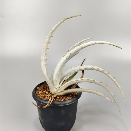 ブロメリア・エアープランツ Dyckia Tooth&Nail trackingcodeFMM Yahoo!オークション - ディッキア Dyckia 'Tooth and Nail