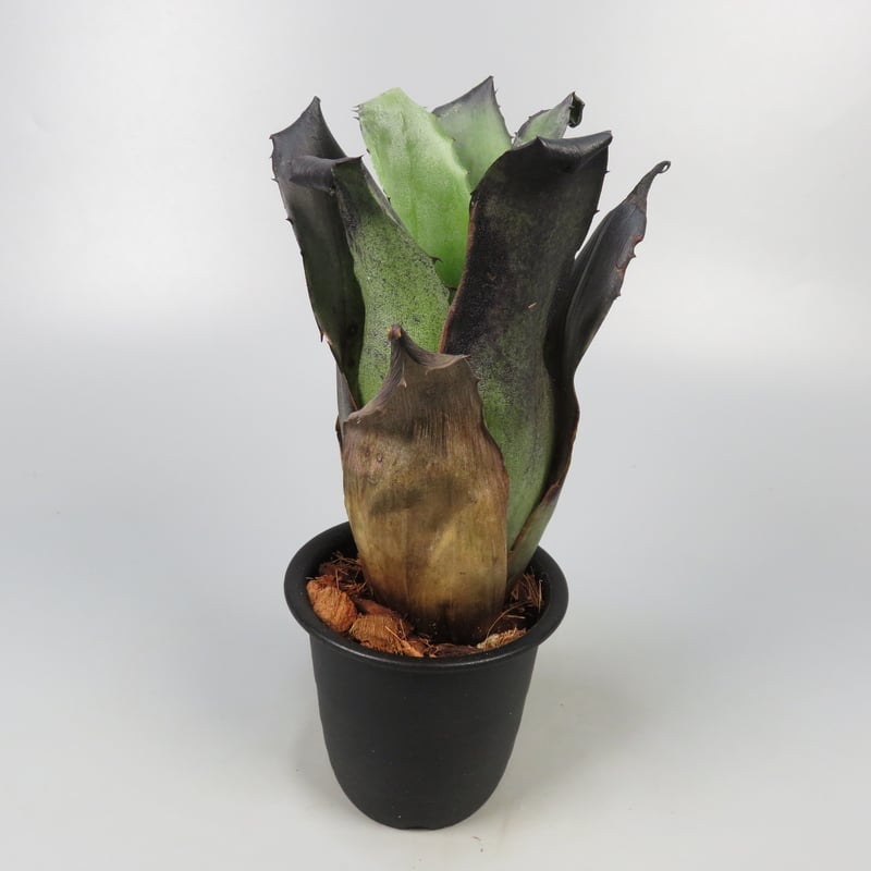 Hohenbergia leopoldo-horstii Black form | Panus