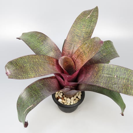 CATEGORY Vriesea | Panus