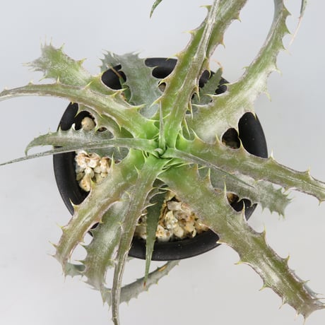 dyckia | STORES