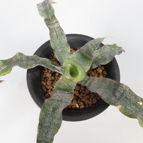 タンクブロメリア | STORES