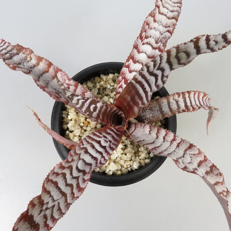 Cryptanthus 'Absolute Zero' | Panus