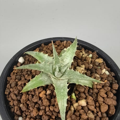 ブロメリア・エアープランツ Dyckia Tooth&Nail trackingcodeFMM ブロメリア・エアープランツ Dyckia Tooth&Nail trackingcodeFMM