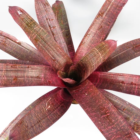フリーセア　ハイパースペース　Vriesea 'Hyperspace'激レア Vriesea 'Hyperspace' | Fantastic Gardens Hawaii