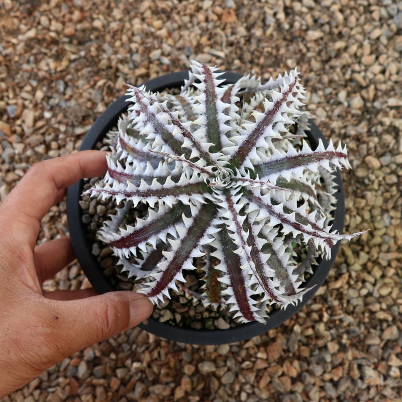 OTTO 新作　ディッキア　Dyckia 　Little Gargoile OTTO 新作 ディッキア Dyckia Little Gargoile