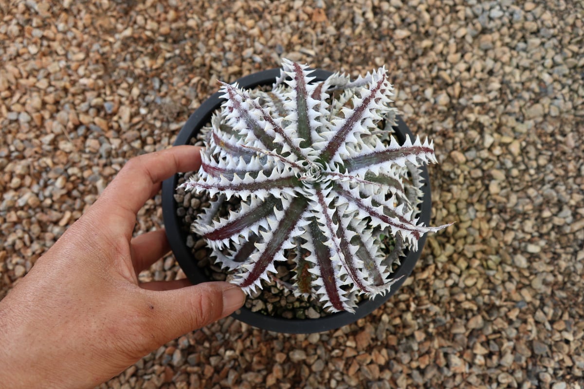Dyckia Obsidian × Little One #OL01 Otto Bromeli