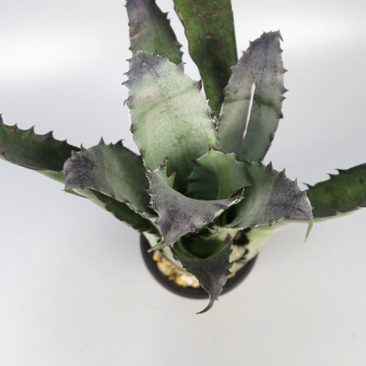 Hohenbergia Black Fujin | Panus